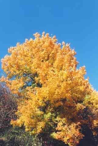 Glinon - Acer monspessulanum - клен пессуланский